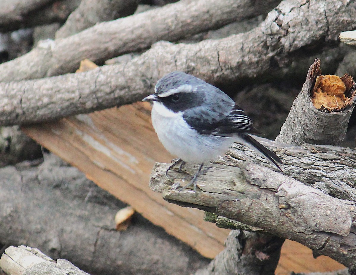 Gray Bushchat - ML633436305