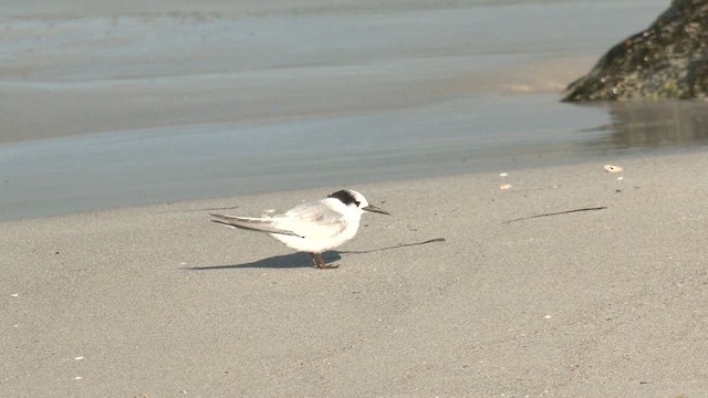 Australian Fairy Tern - ML633436330