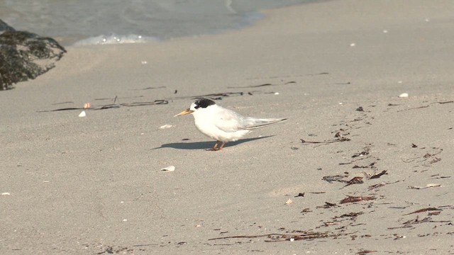 Australian Fairy Tern - ML633436340