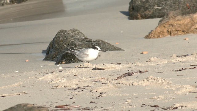 Australian Fairy Tern - ML633436341