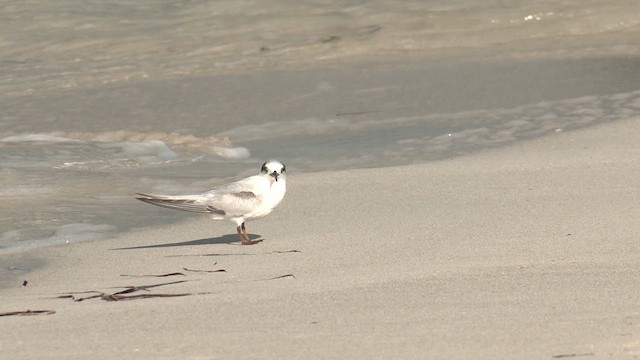 Australian Fairy Tern - ML633436345
