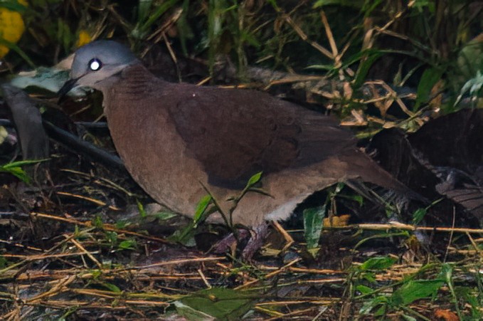 Chiriqui Quail-Dove - ML633436456