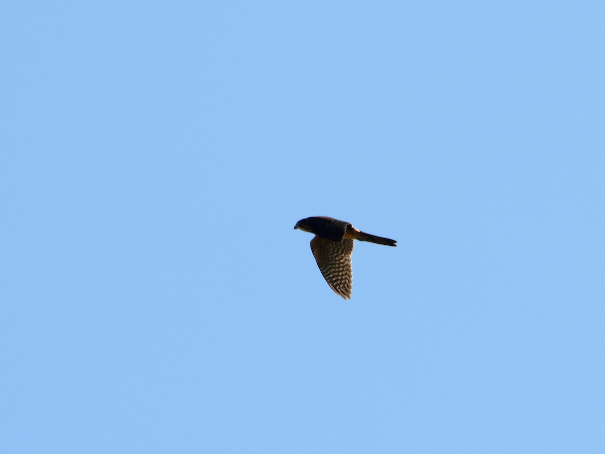 New Zealand Falcon - ML633436528