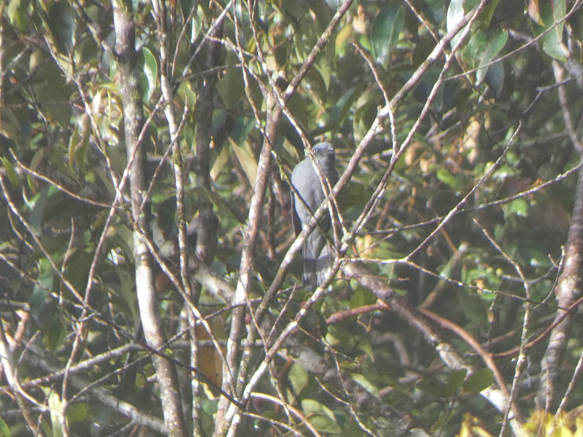 Sunda Cuckooshrike - ML633436575