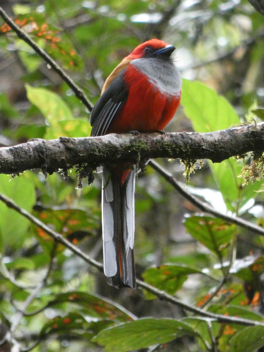 rødhettetrogon - ML633436578