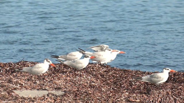 Caspian Tern - ML633436582