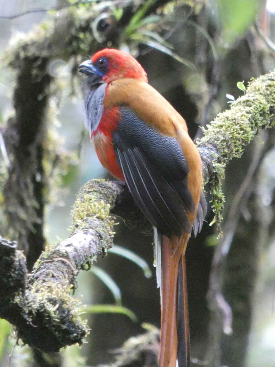 rødhettetrogon - ML633436583