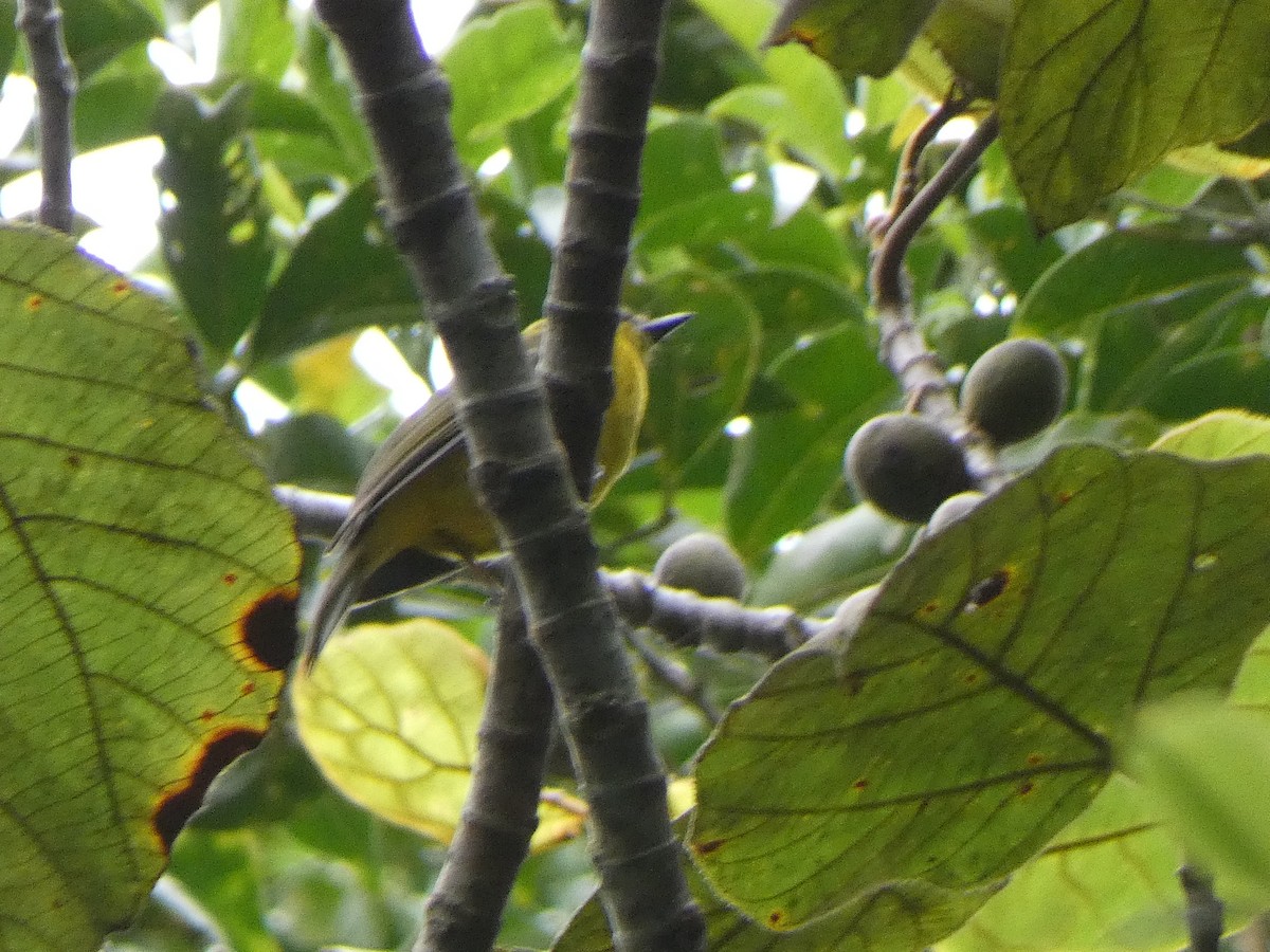 Bornean Whistler - ML633436611