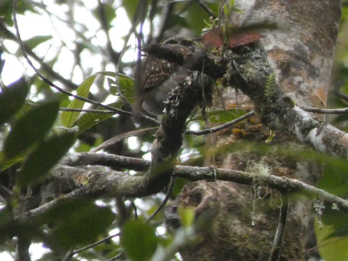 Sunda Owlet - ML633436633