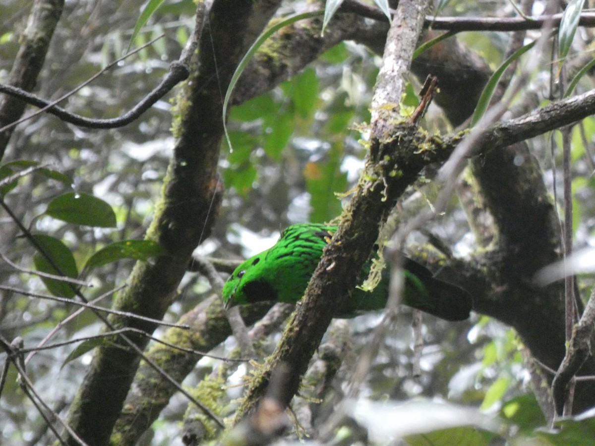 Whitehead's Broadbill - ML633436665