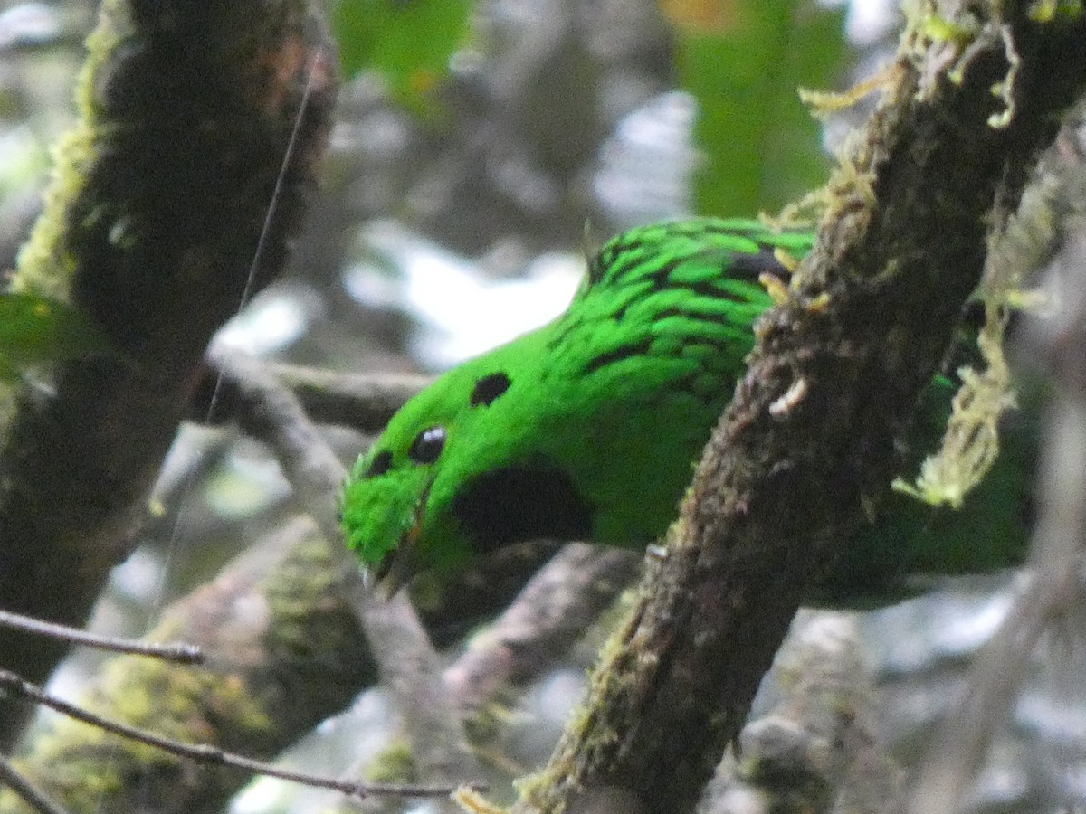 Whitehead's Broadbill - ML633436666