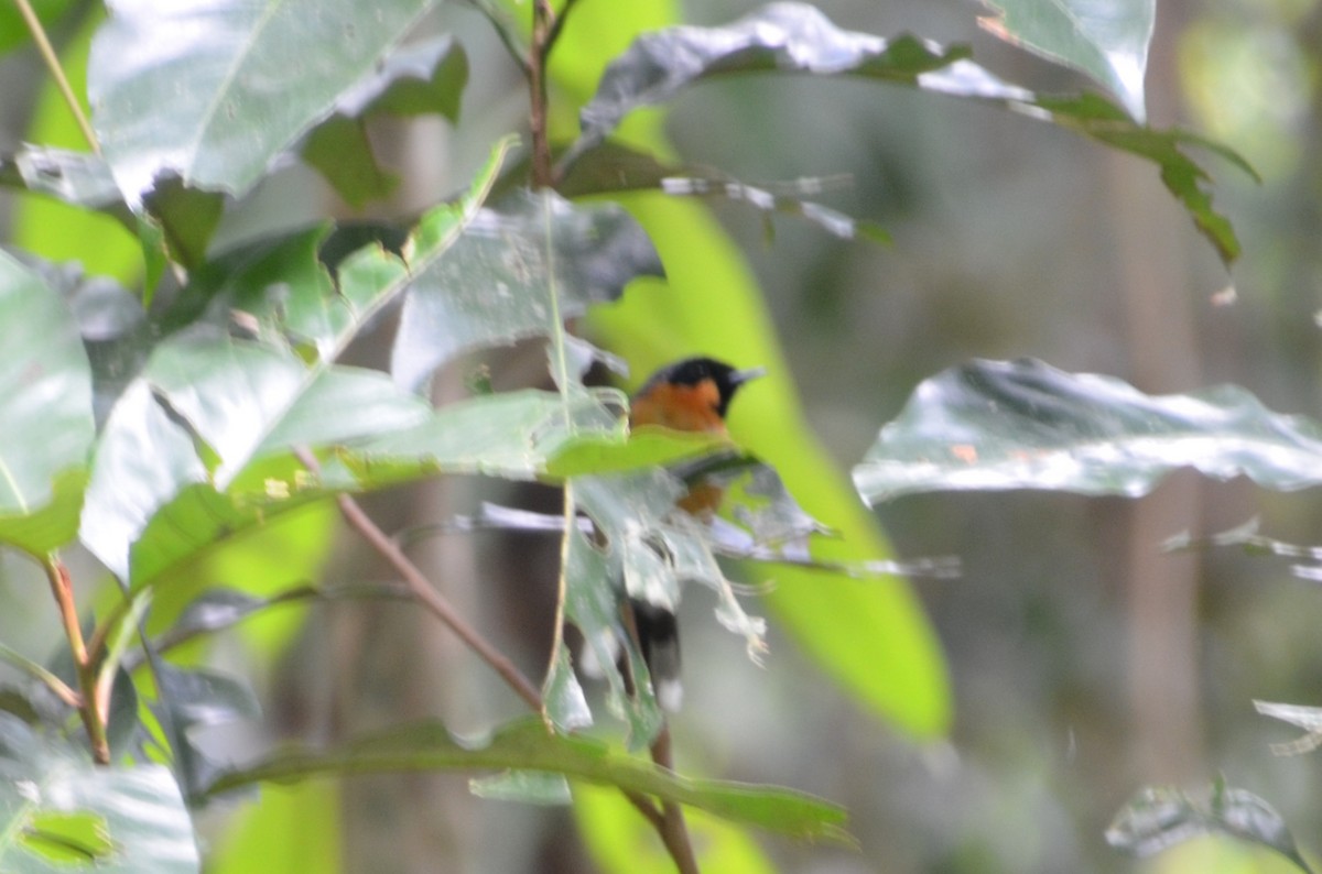 Australian Spectacled Monarch - Michael Nikulin