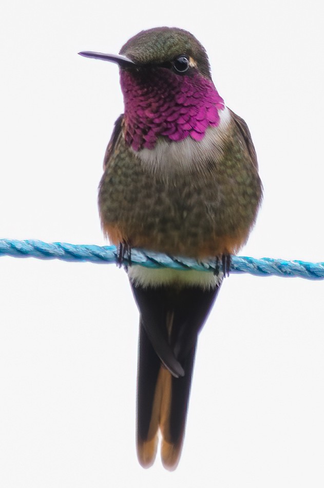 Colibri magenta - ML633436819