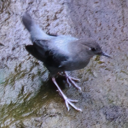 American Dipper - ML633436850