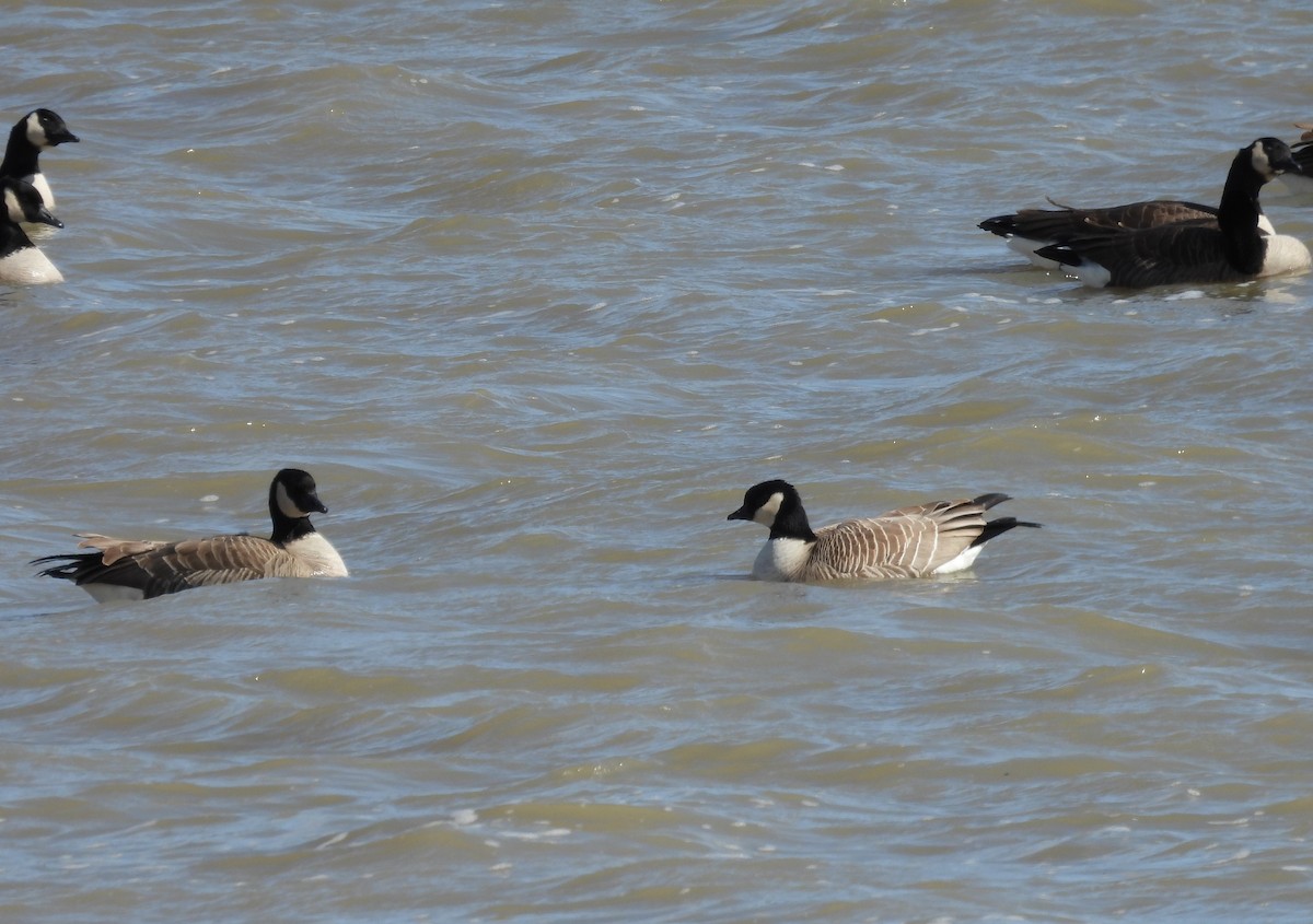 Cackling Goose - Jean Lemoyne