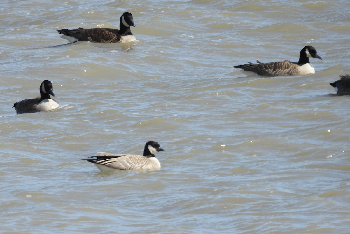 Cackling Goose - Jean Lemoyne