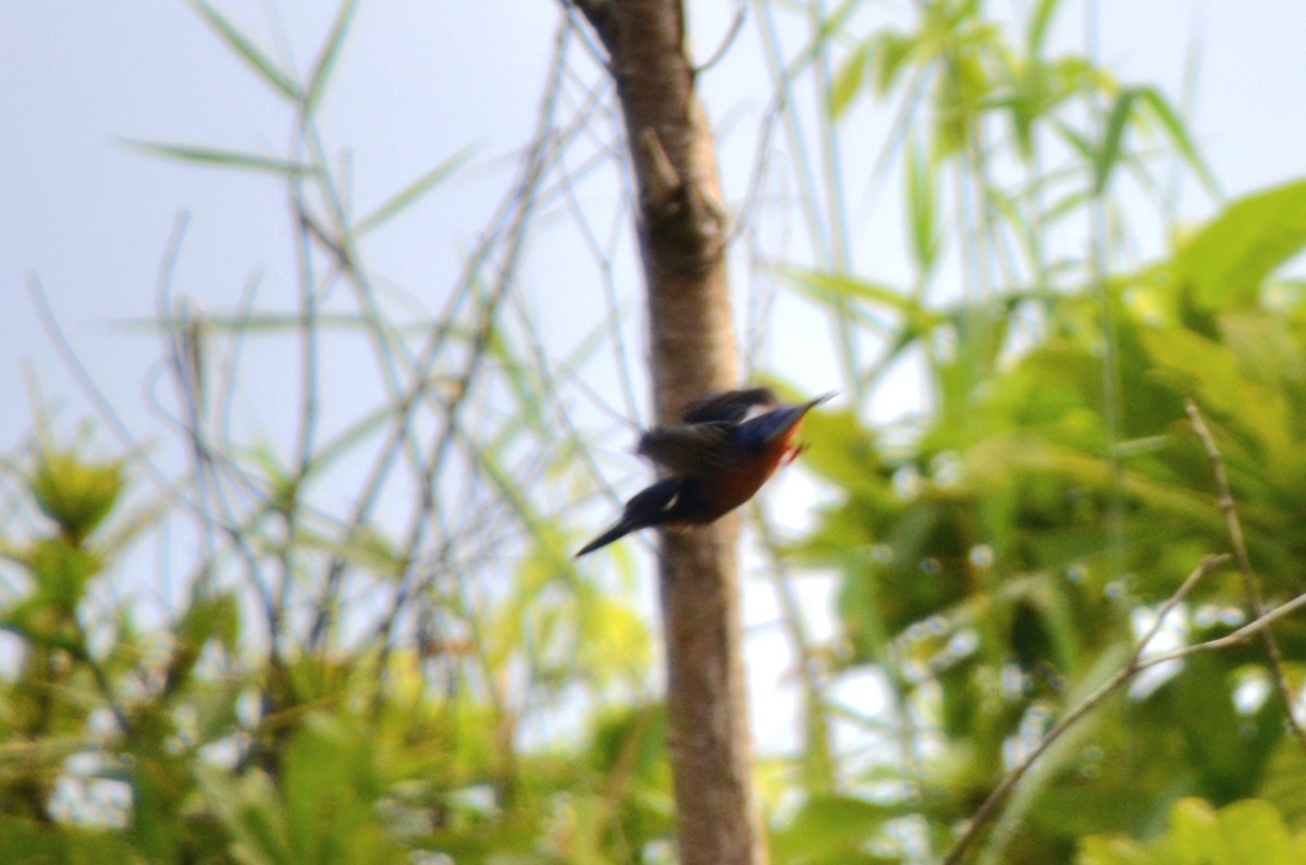 Azure Kingfisher - ML633436906