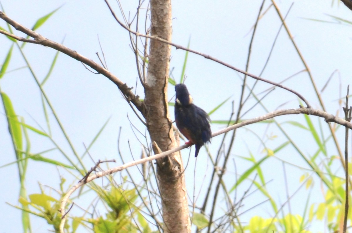 Azure Kingfisher - ML633436907