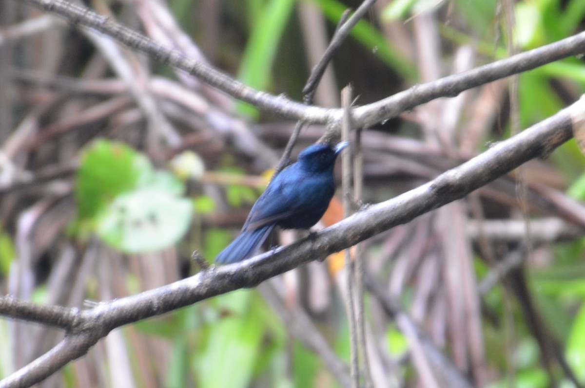 Shining Flycatcher - ML633436908