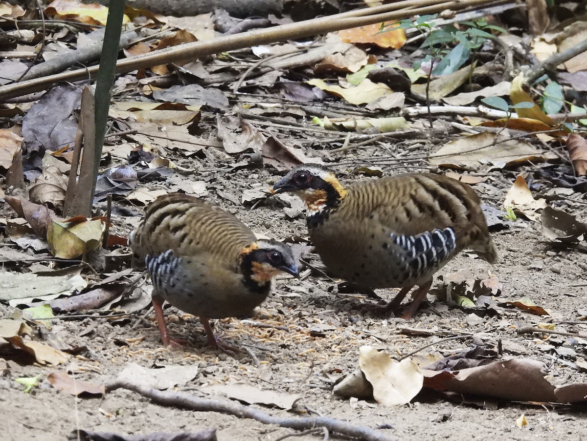 Orange-necked Partridge - ML633437020