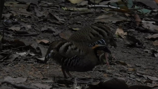 Orange-necked Partridge - ML633437026