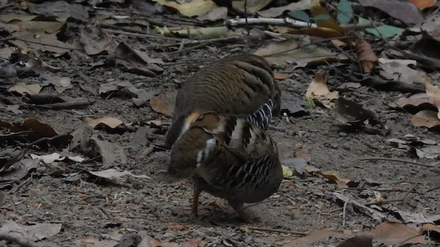 Orange-necked Partridge - ML633437029