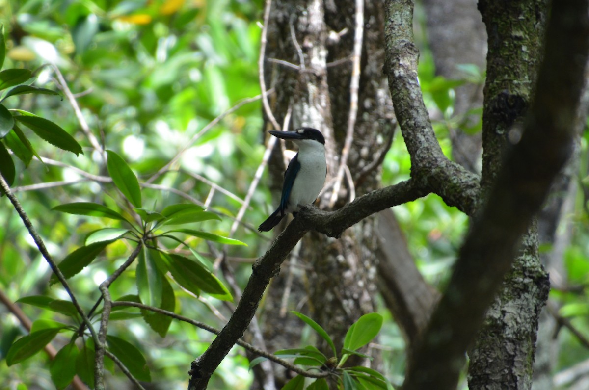 Torresian Kingfisher - ML633437066