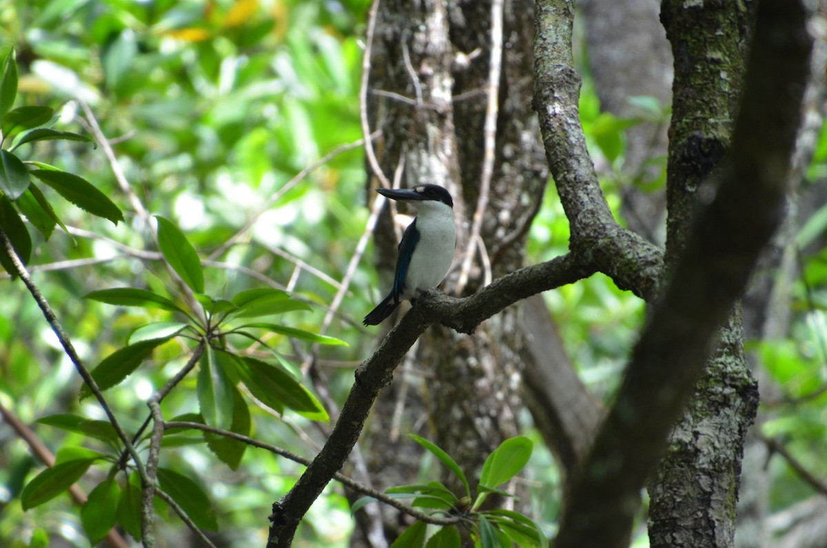 Torresian Kingfisher - ML633437067