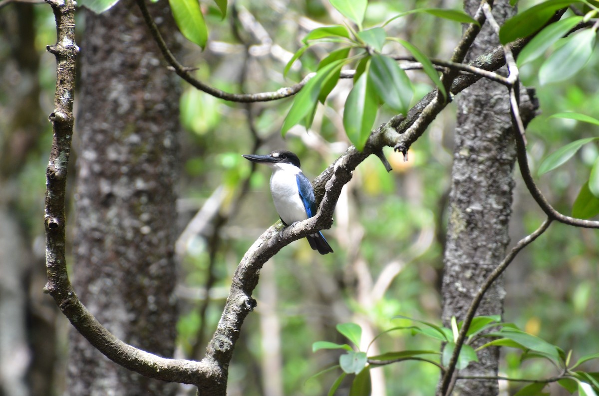 Torresian Kingfisher - ML633437068