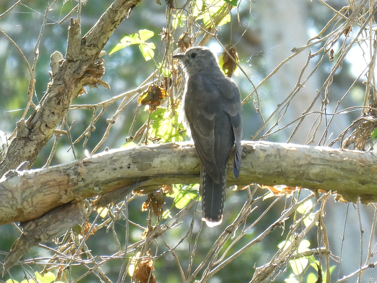 Cuco Varioloso (grupo variolosus) - ML633437078