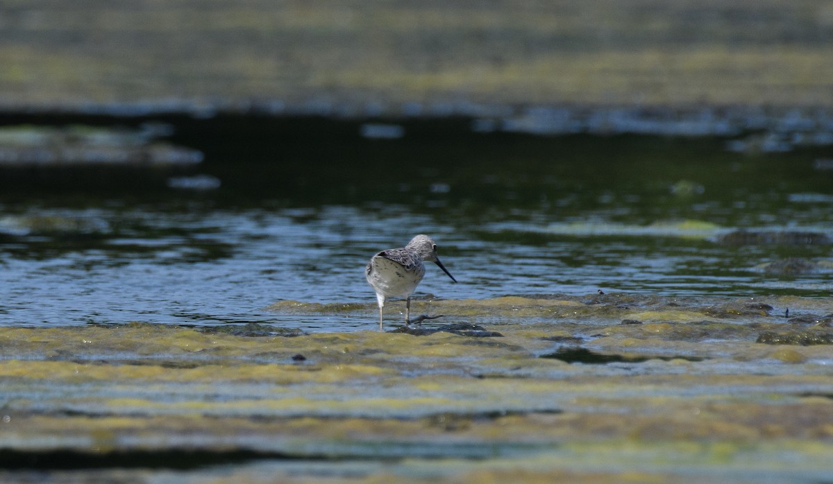 Marsh Sandpiper - ML633437235
