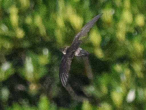 House Swift - ML633437236