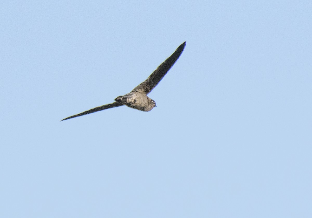 White-nest Swiftlet - ML633437237