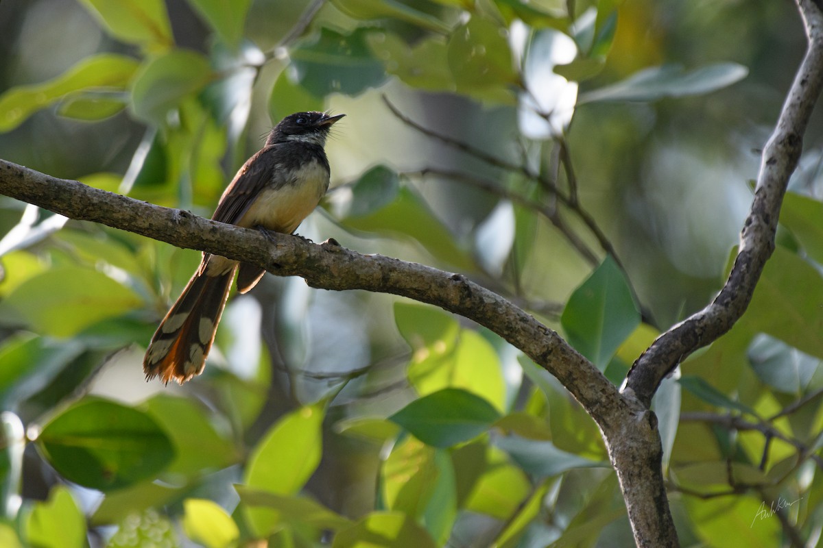 Malaysian Pied-Fantail - ML633437241