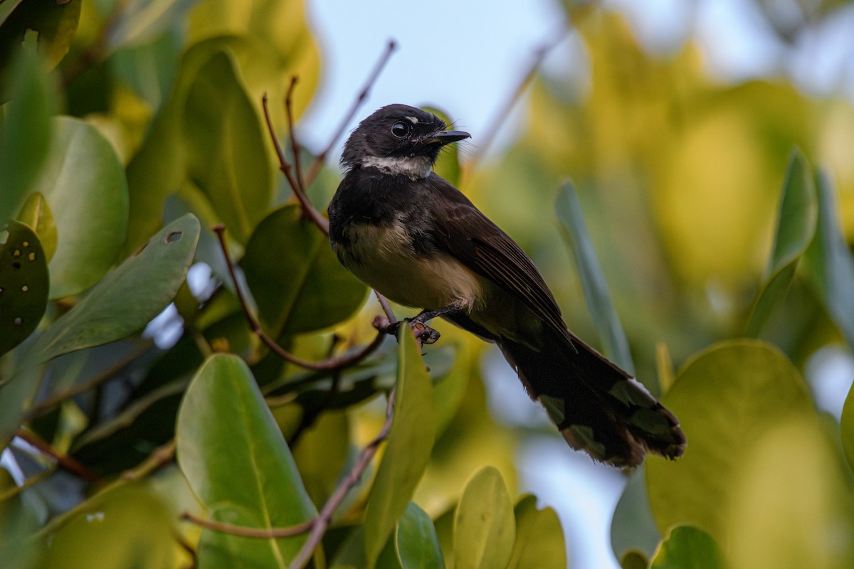 Malaysian Pied-Fantail - ML633437247