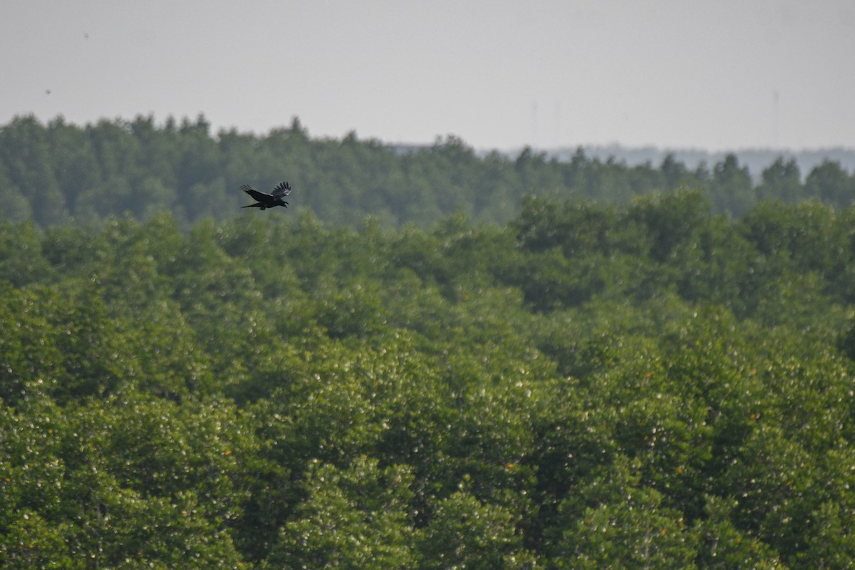 Large-billed Crow - ML633437250