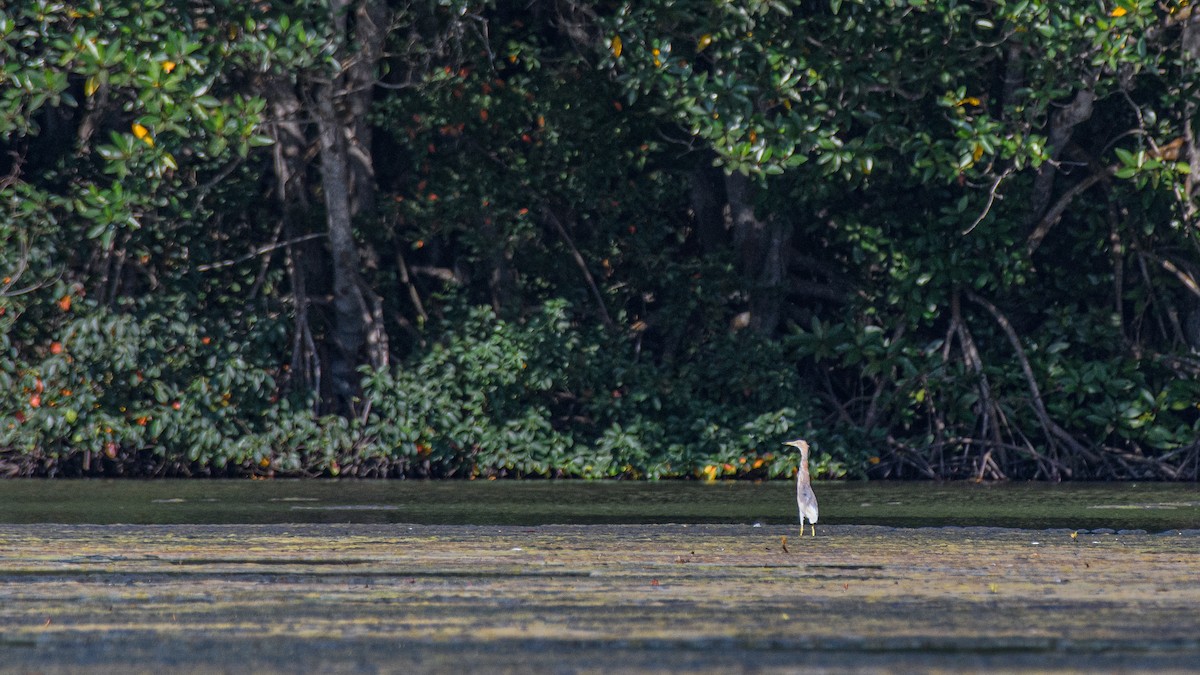 Javan Pond-Heron - ML633437251
