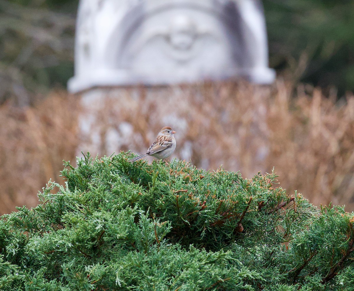 Field Sparrow - ML633437280