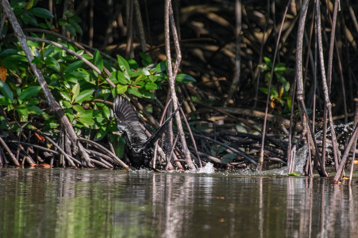 Little Cormorant - ML633437286