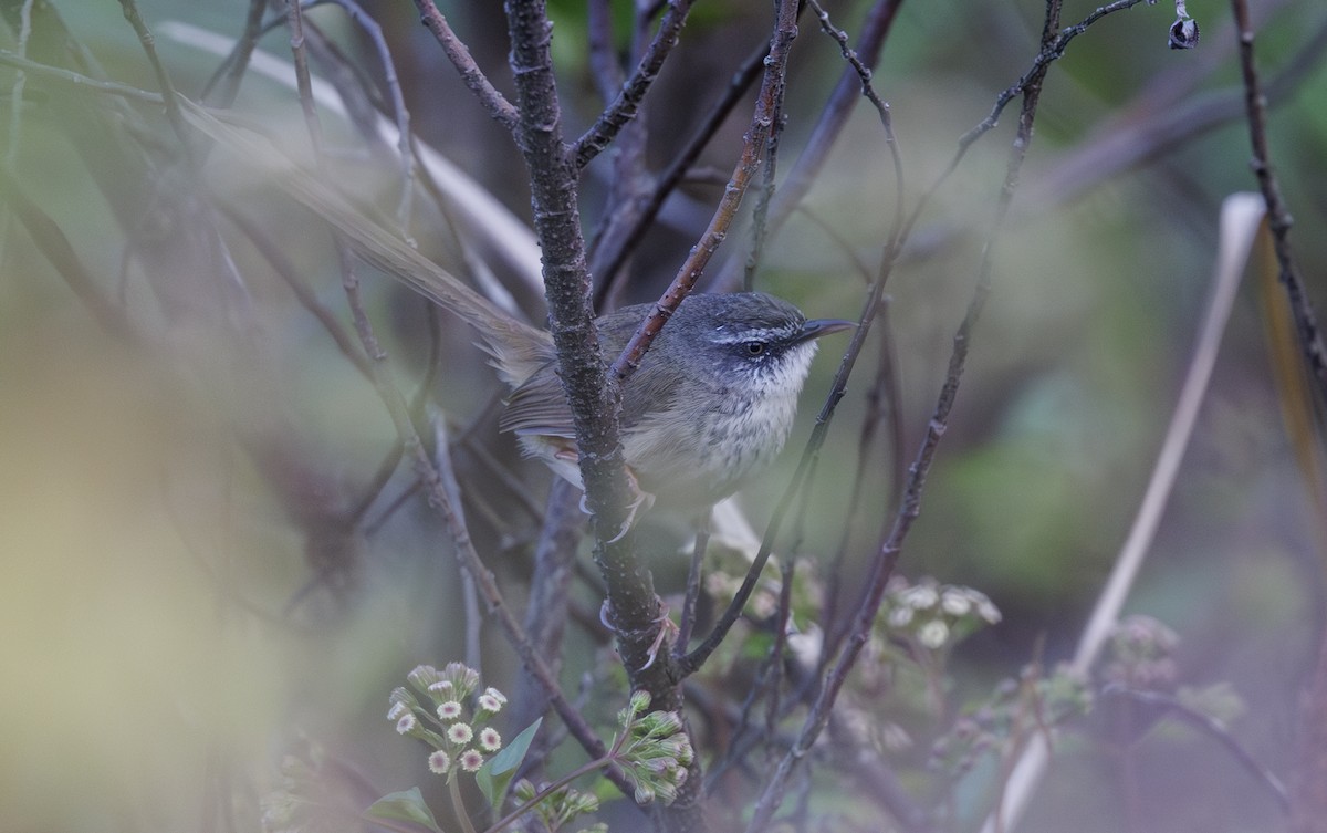 Hill Prinia - Jason Vassallo