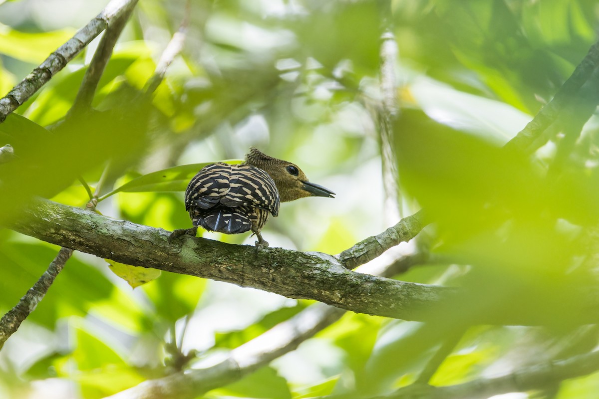 Buff-rumped Woodpecker - ML633437510