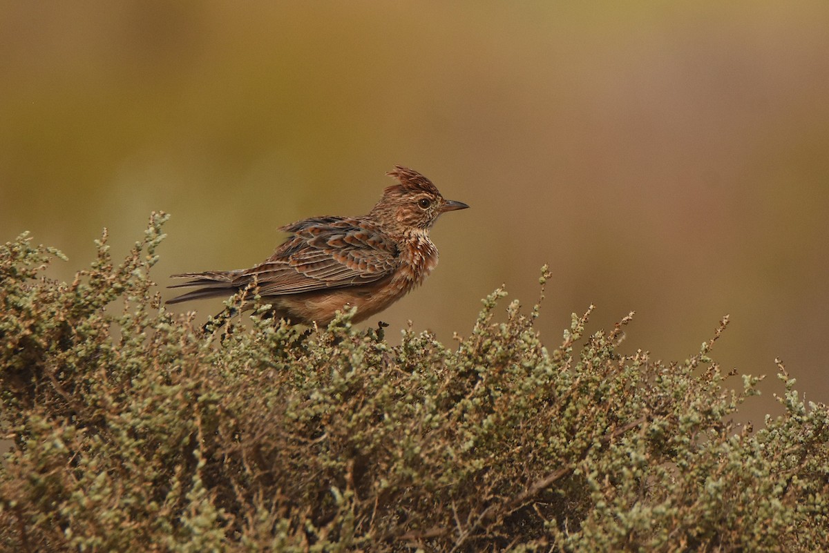 Cape Clapper Lark - ML633437658