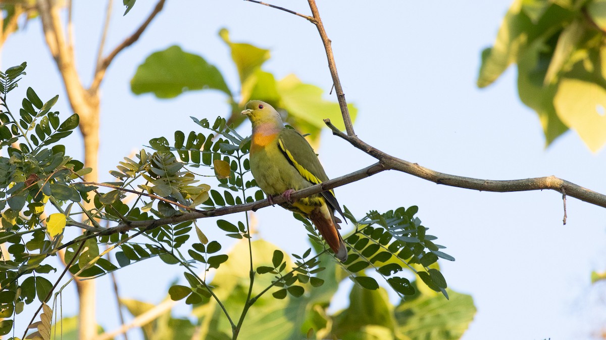Orange-breasted Green-Pigeon - ML633437747