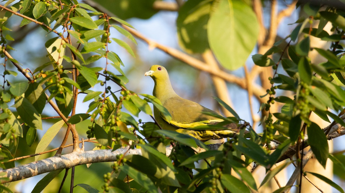 Orange-breasted Green-Pigeon - ML633437748