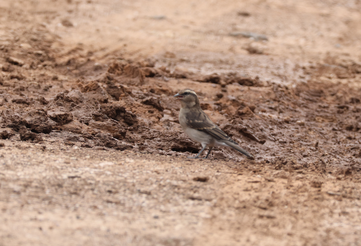 Yellow-throated Bush Sparrow - ML633437785