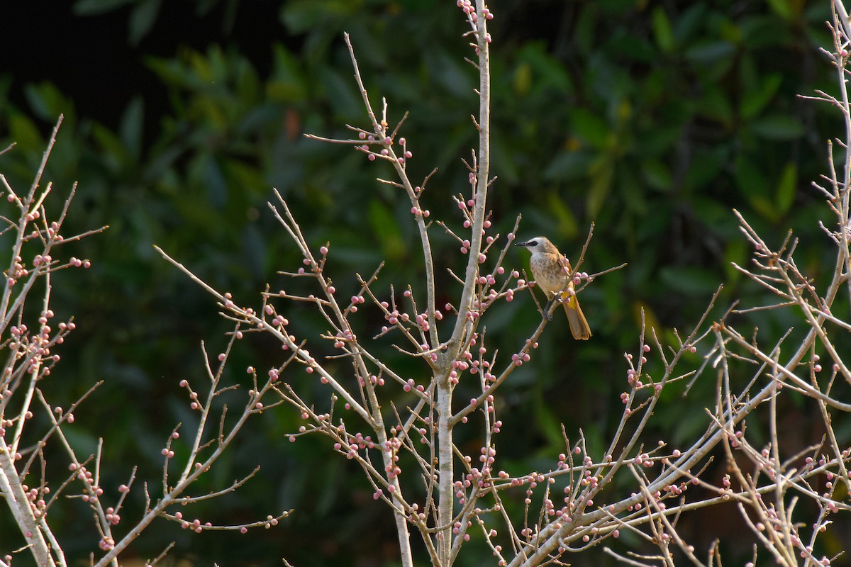 Yellow-vented Bulbul (Sunda) - ML633437805
