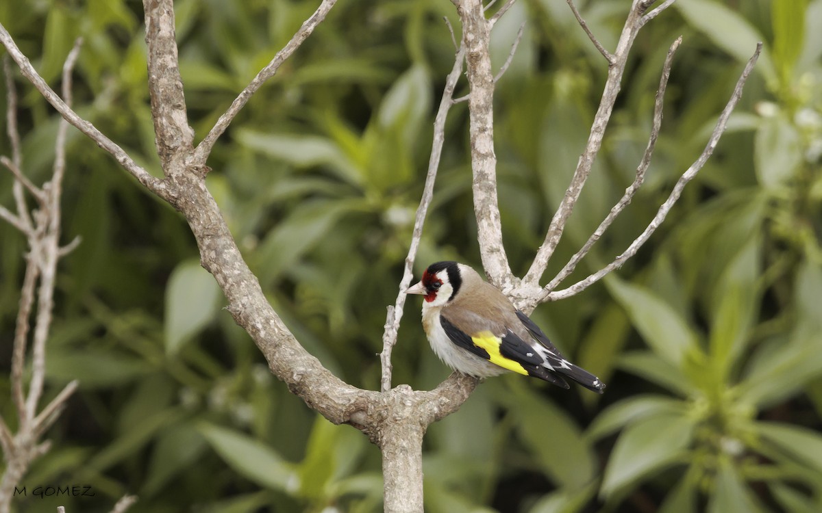 European Goldfinch - ML633437821