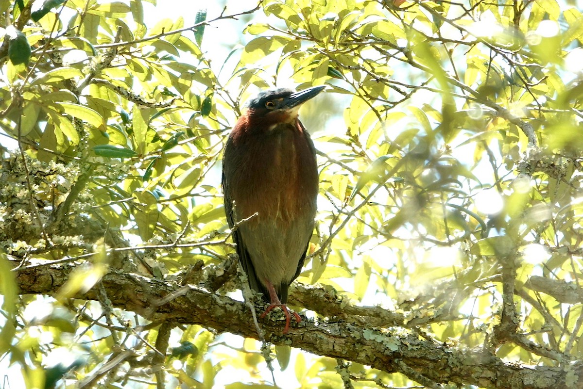 Green Heron - ML633437847