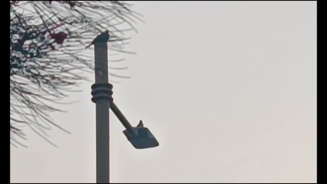 Syrian Woodpecker - ML633437950