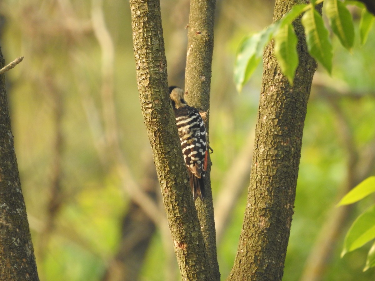Fulvous-breasted Woodpecker - ML633437984